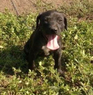Photo of the dog