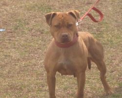 Photo of the dog