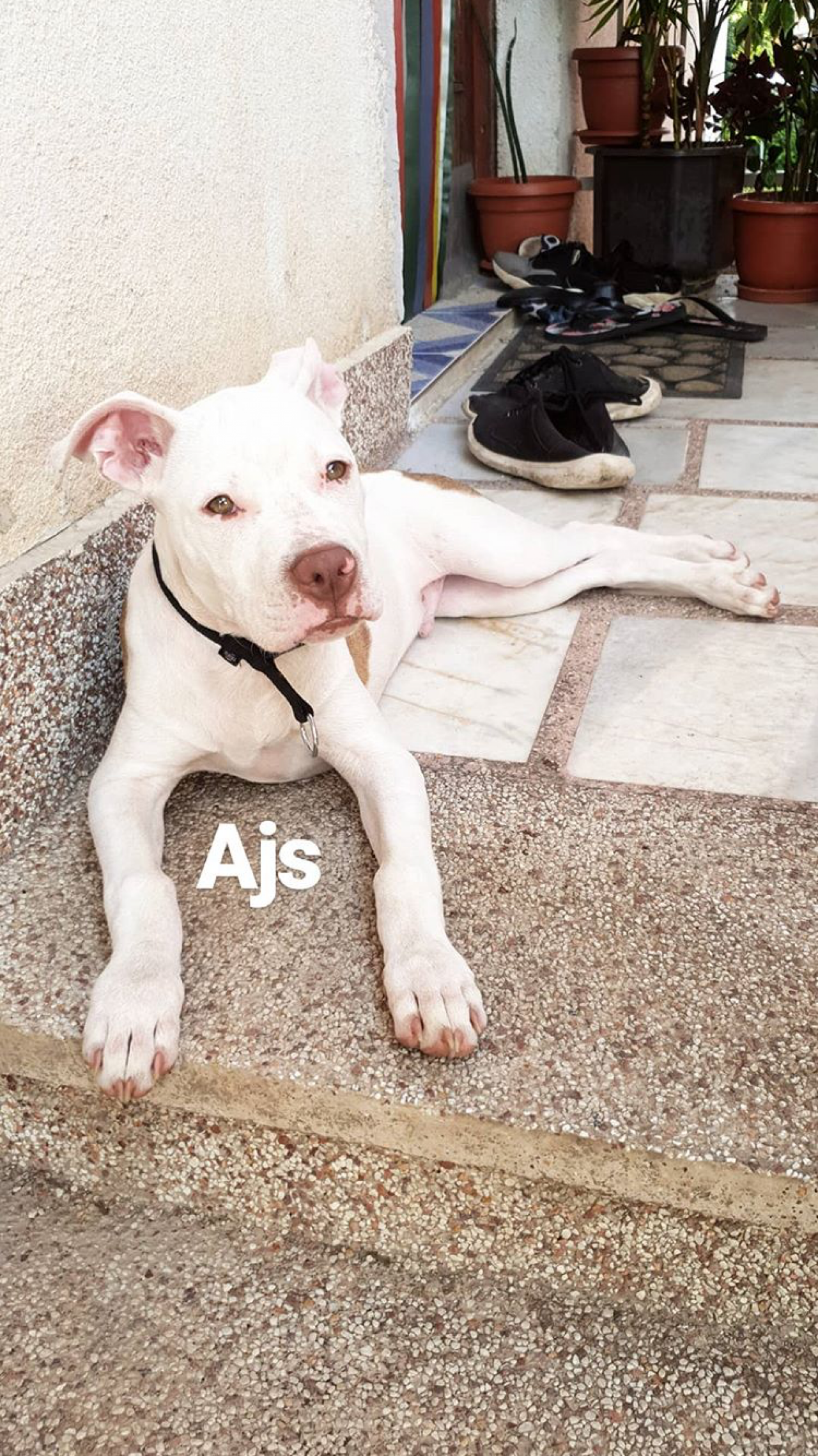 Photo of the dog
