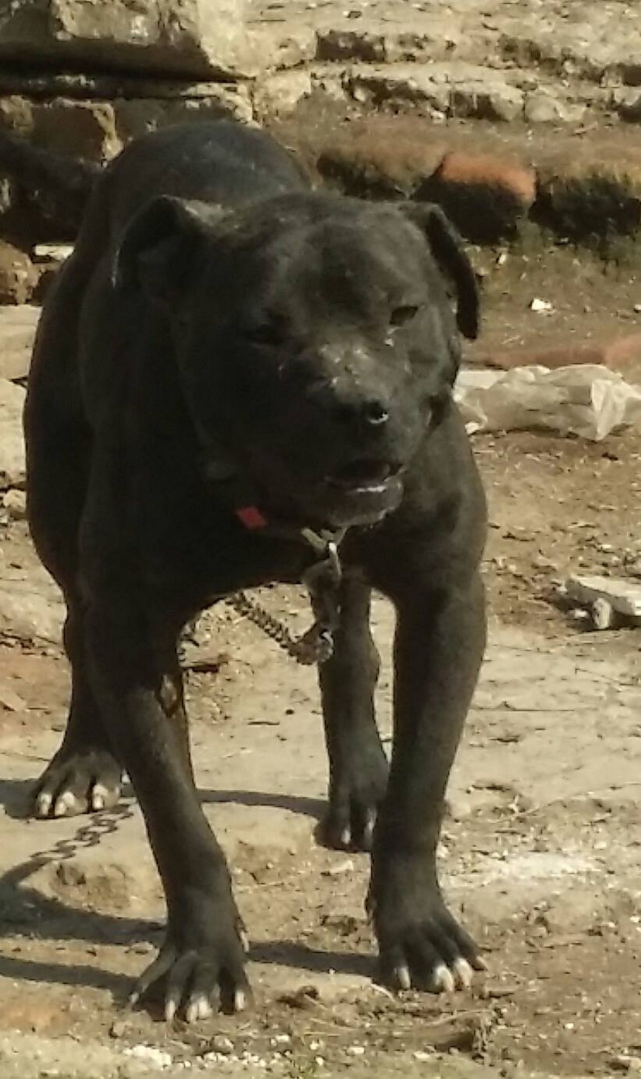 Photo of the dog