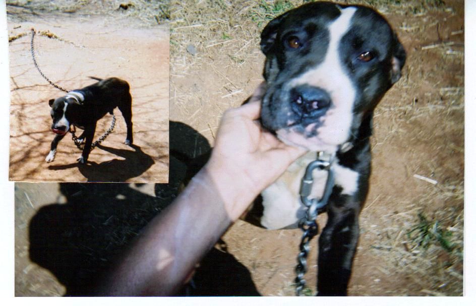Photo of the dog