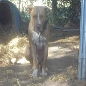 Photo of the dog