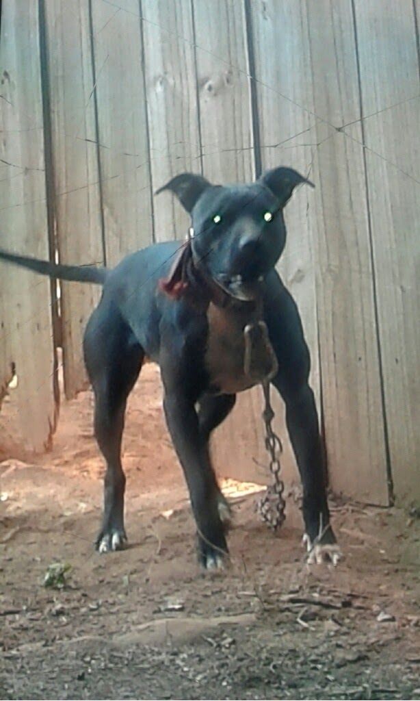 Photo of the dog
