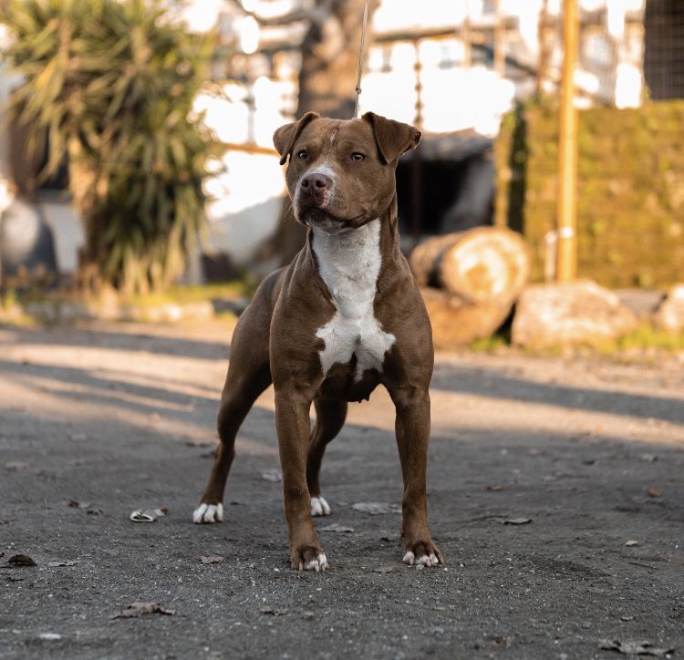 Photo of the dog
