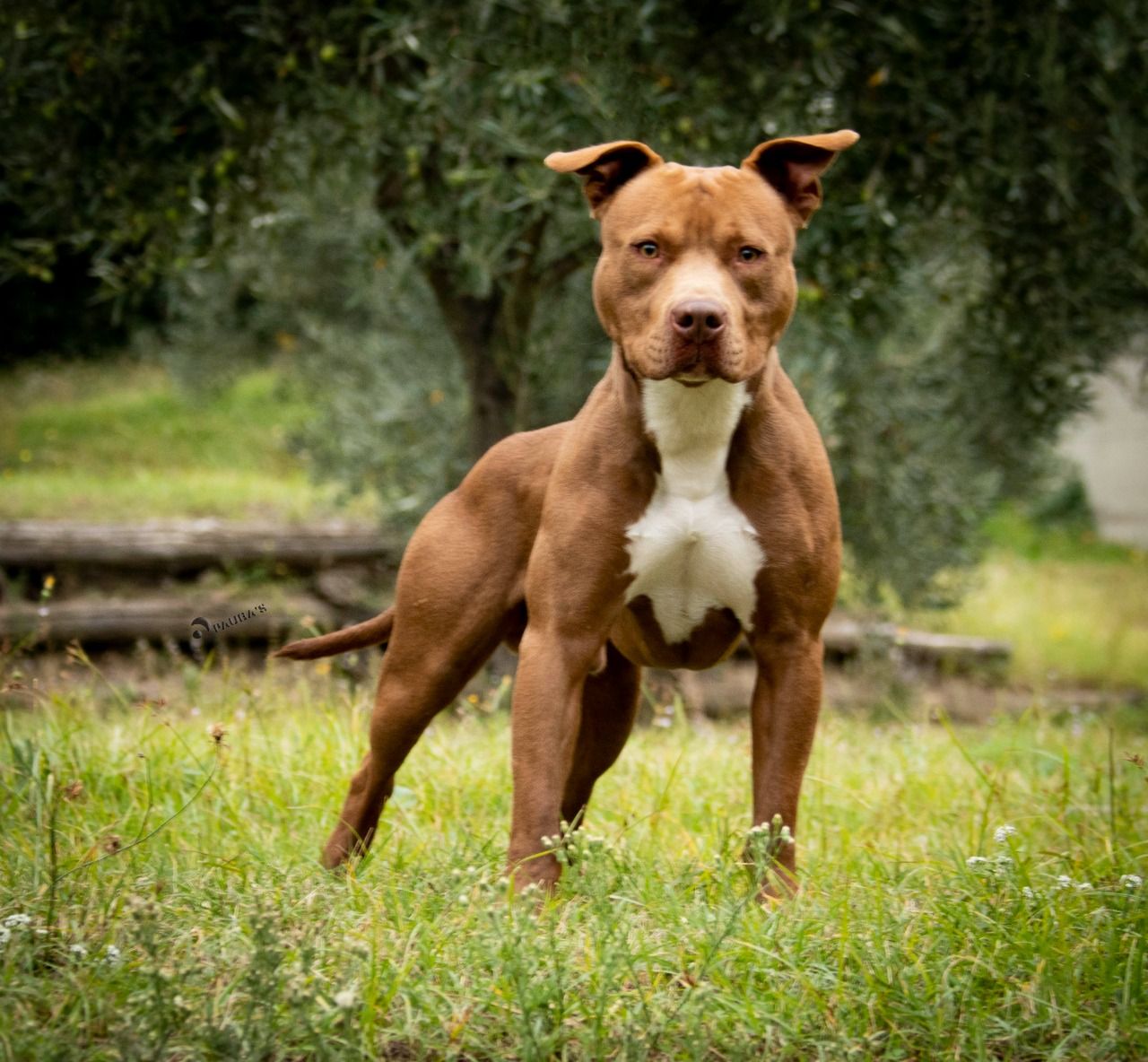 Photo of the dog