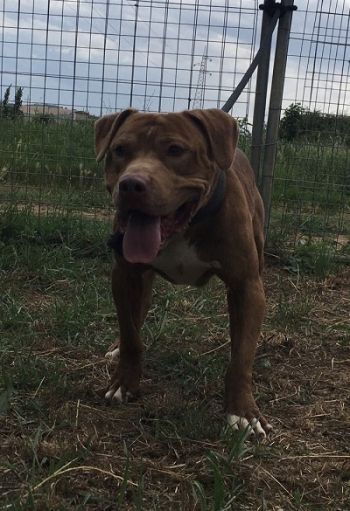 Photo of the dog