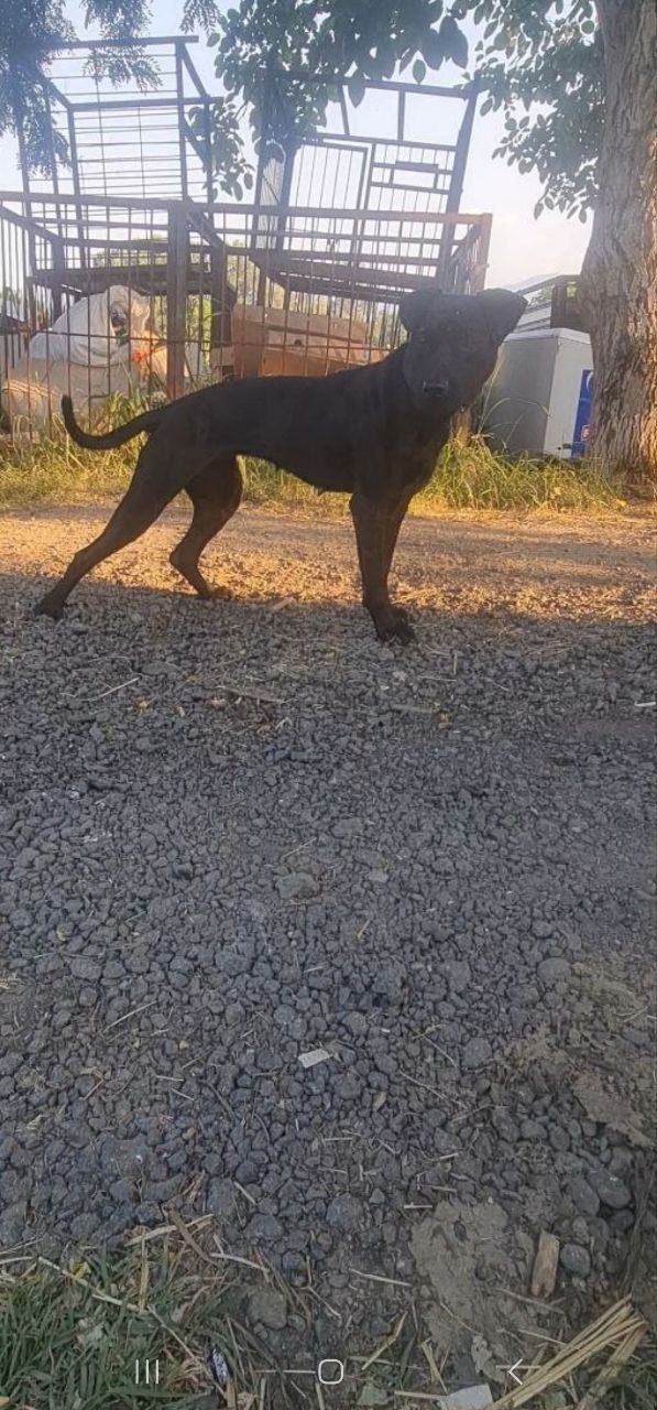 Photo of the dog