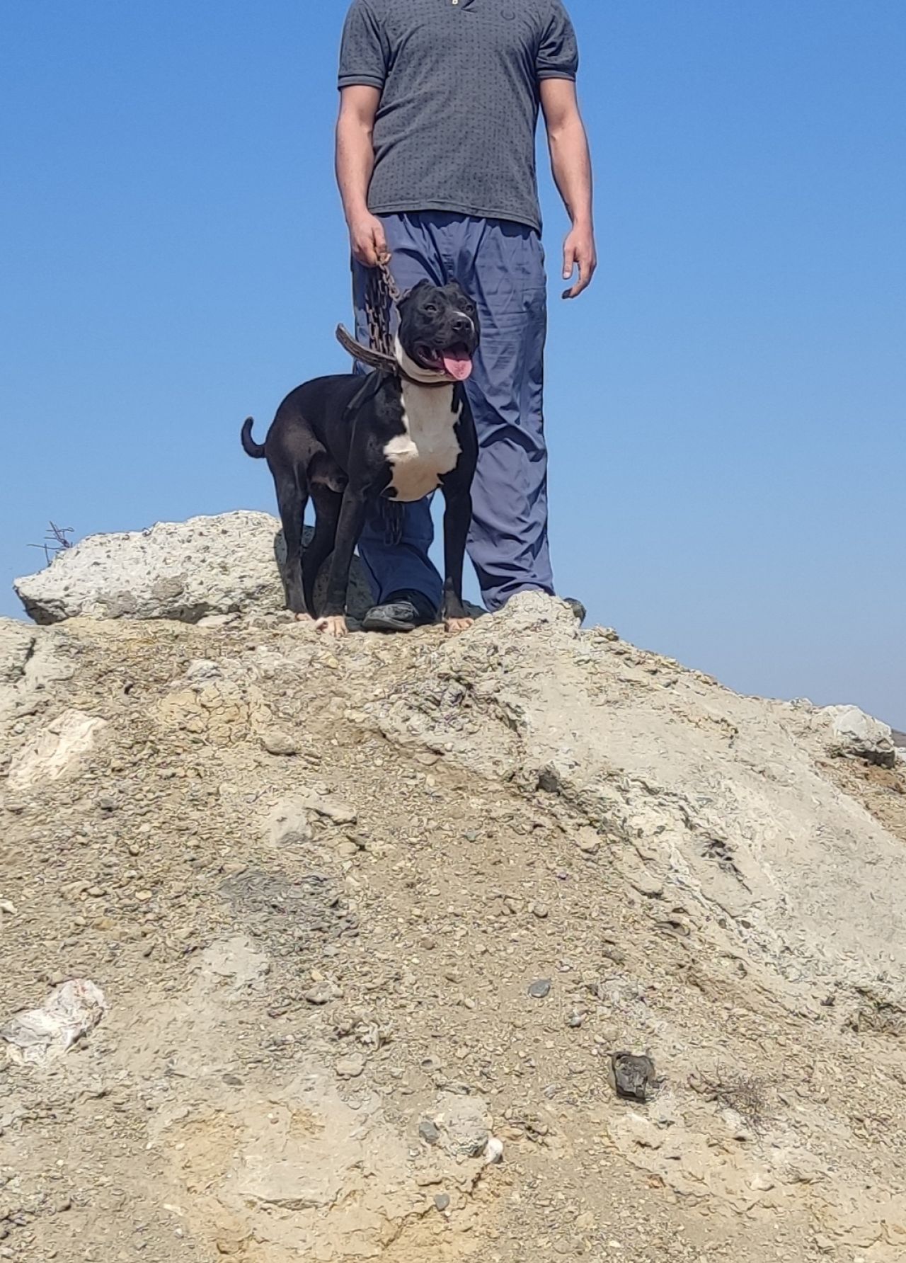Photo of the dog