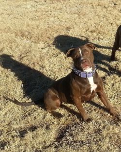 Photo of the dog