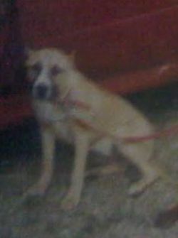 Photo of the dog