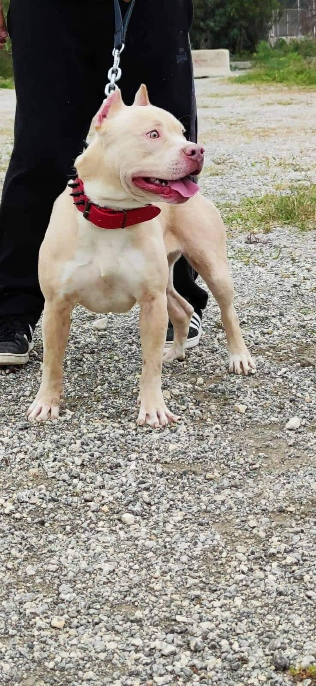 Photo of the dog