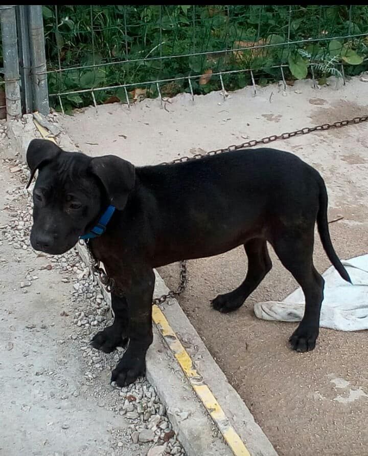 Photo of the dog
