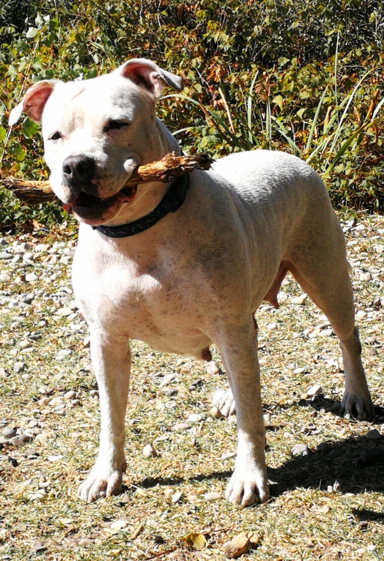 Photo of the dog