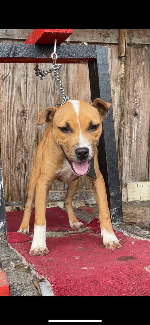 Photo of the dog