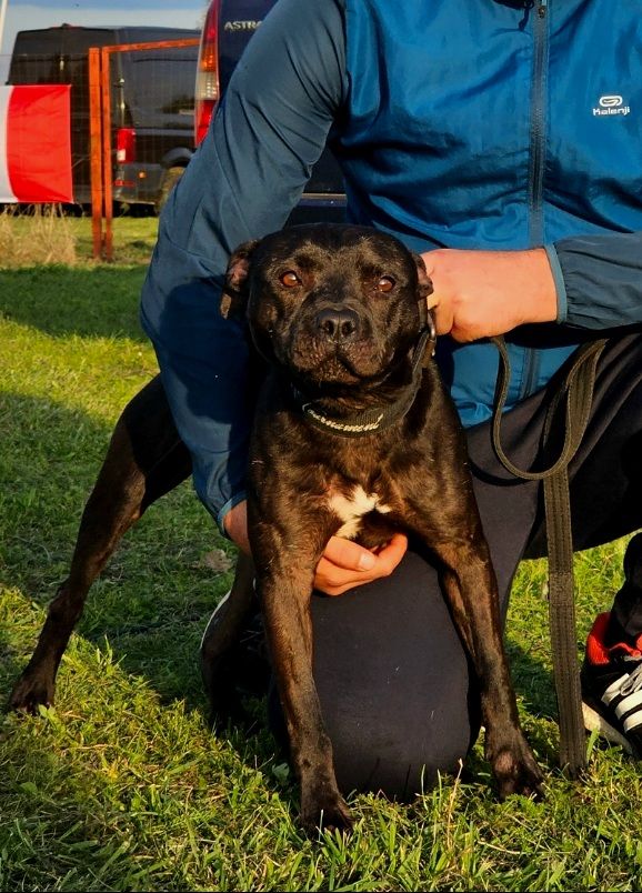 Photo of the dog