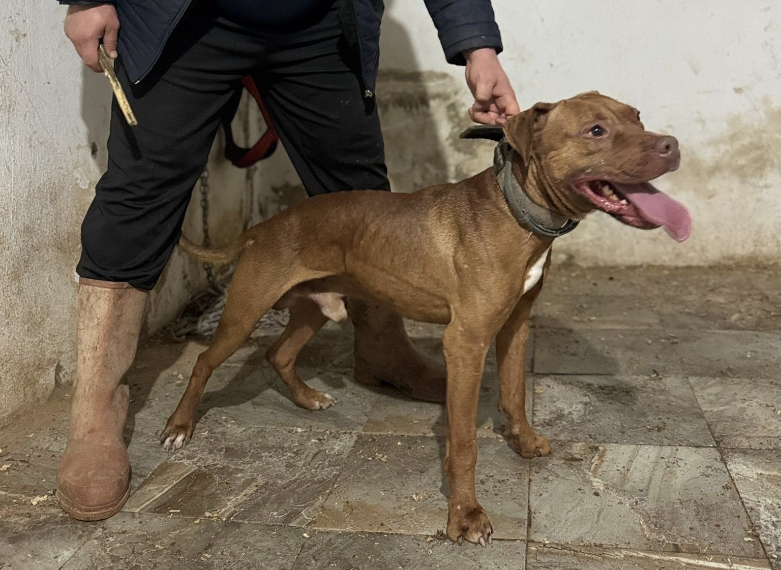 Photo of the dog