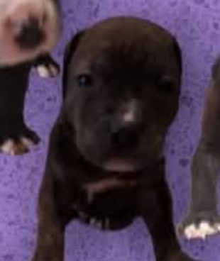 Photo of the dog