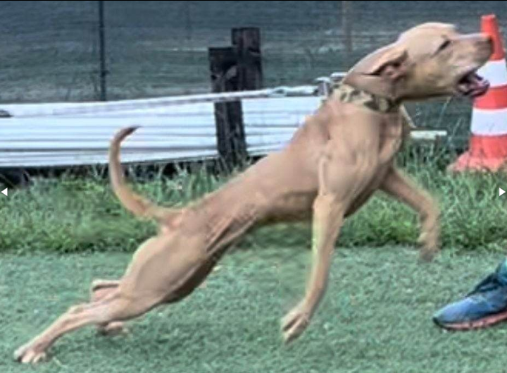 Photo of the dog