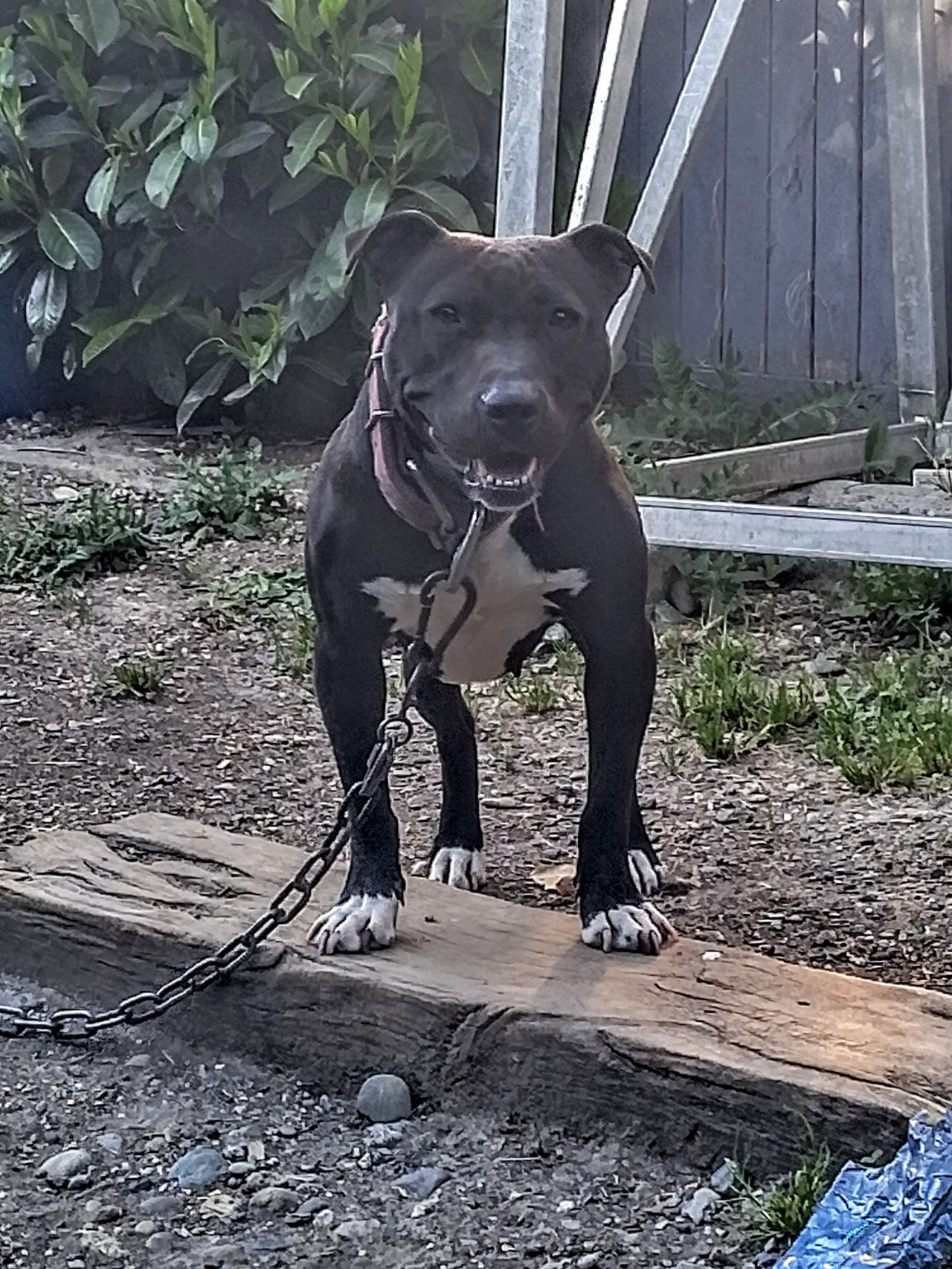Photo of the dog