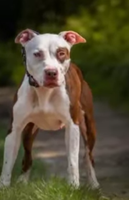 Photo of the dog