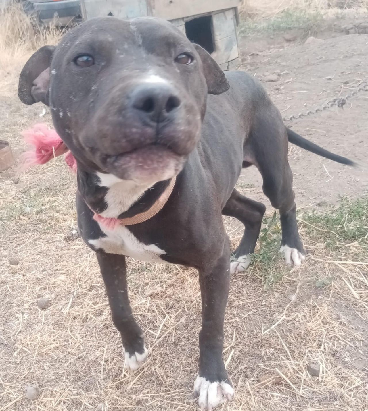 Photo of the dog