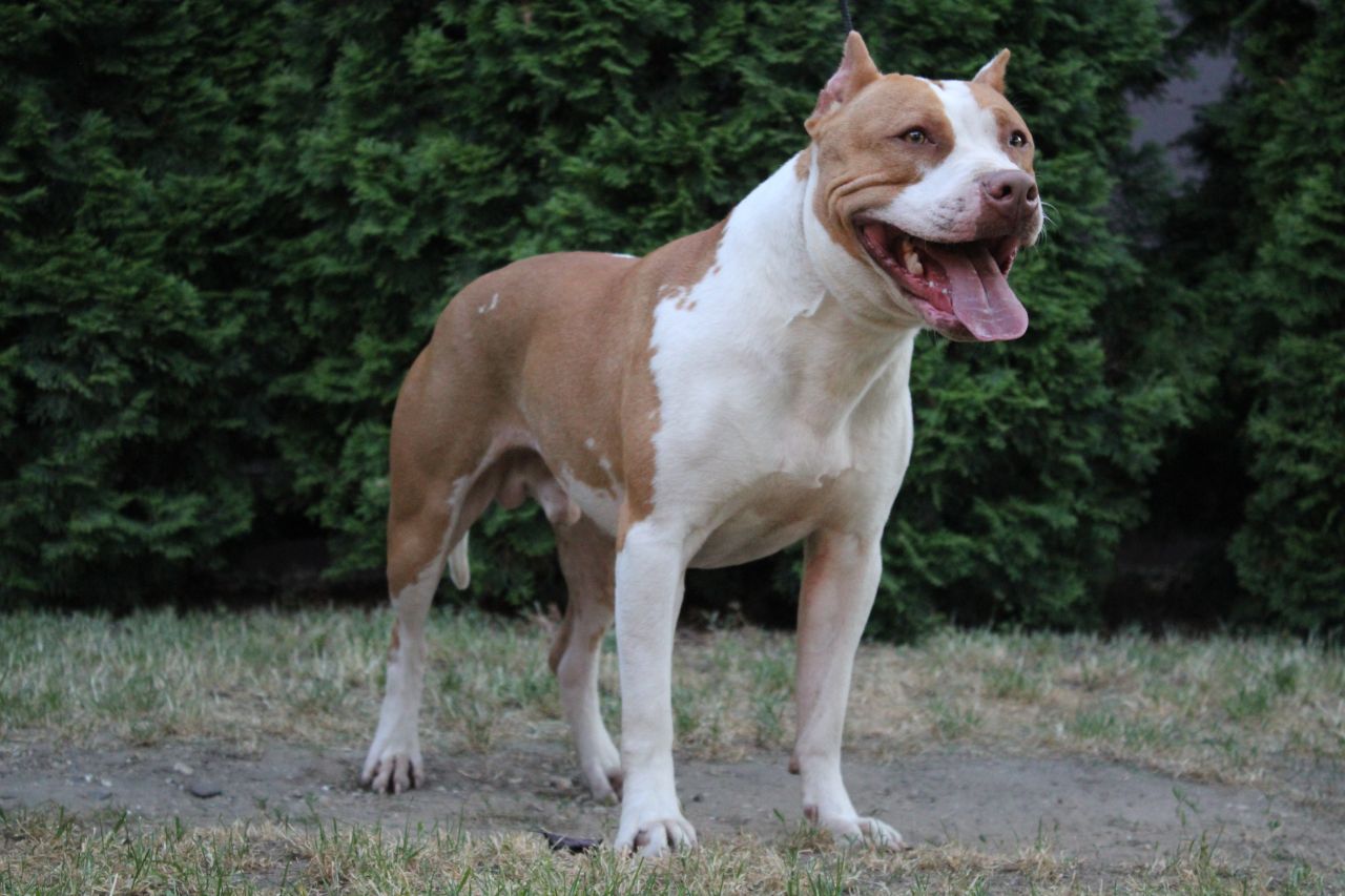 Photo of the dog