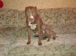 Photo of the dog