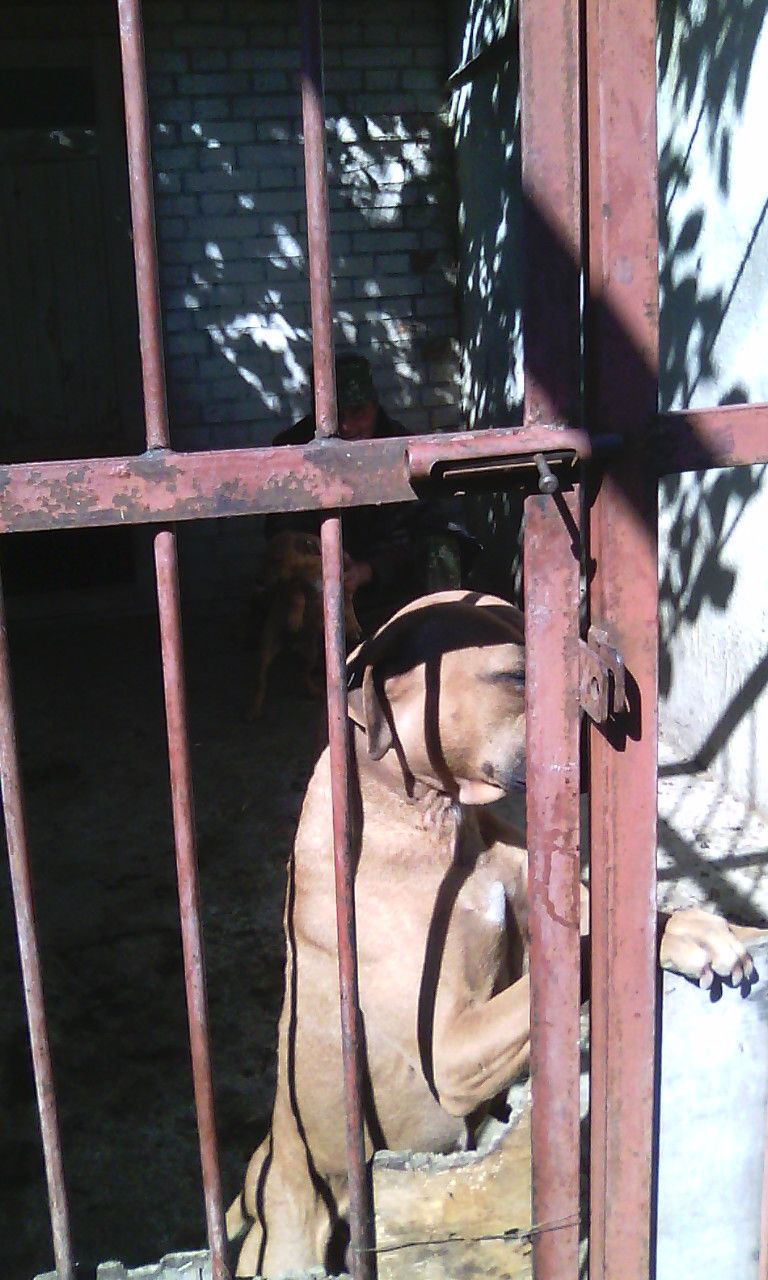 Photo of the dog
