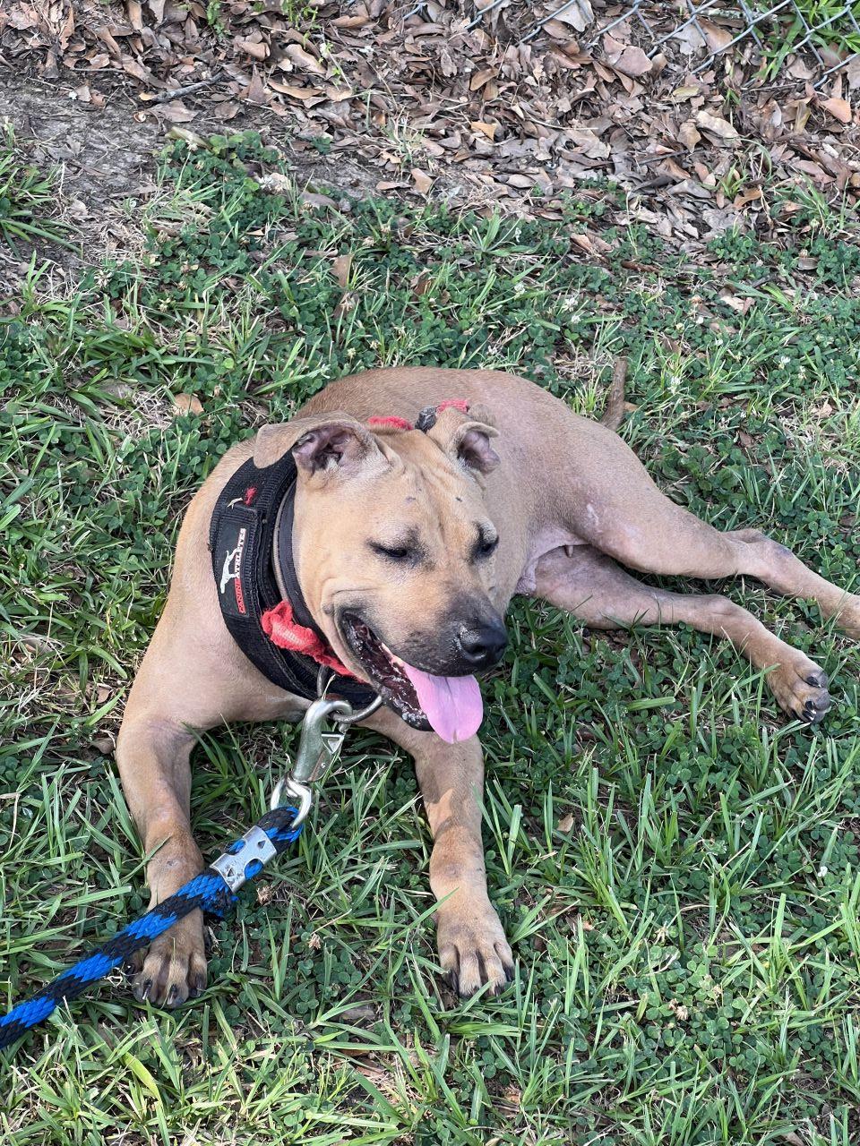 Photo of the dog