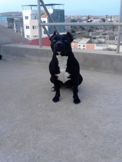 Photo of the dog