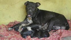 Photo of the dog