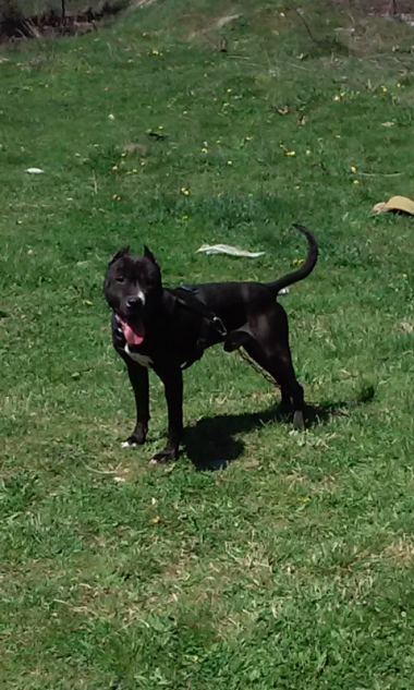 Photo of the dog
