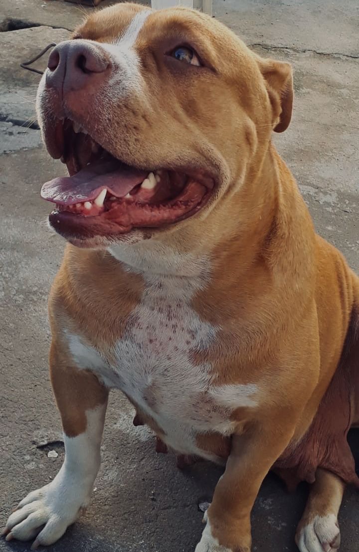 Photo of the dog