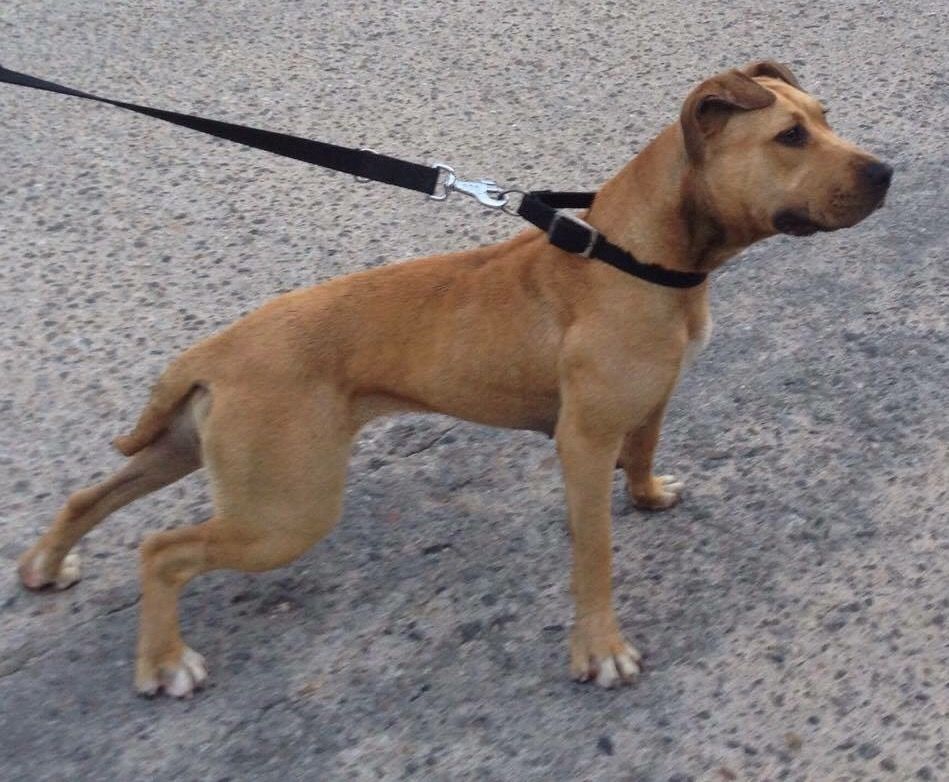 Photo of the dog