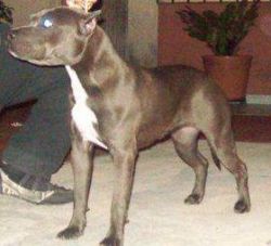 Photo of the dog