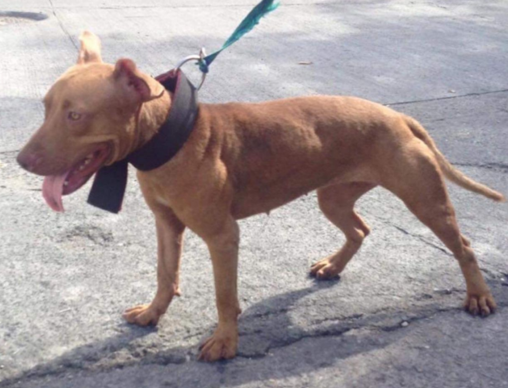 Photo of the dog