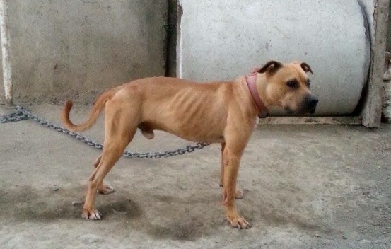Photo of the dog
