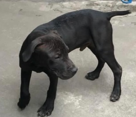 Photo of the dog