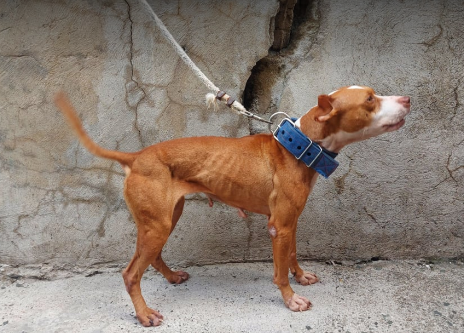 Photo of the dog