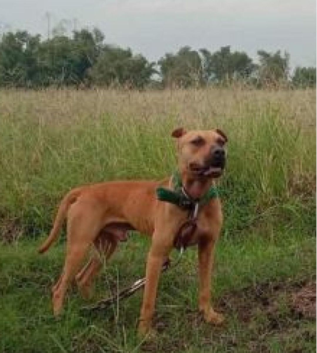 Photo of the dog