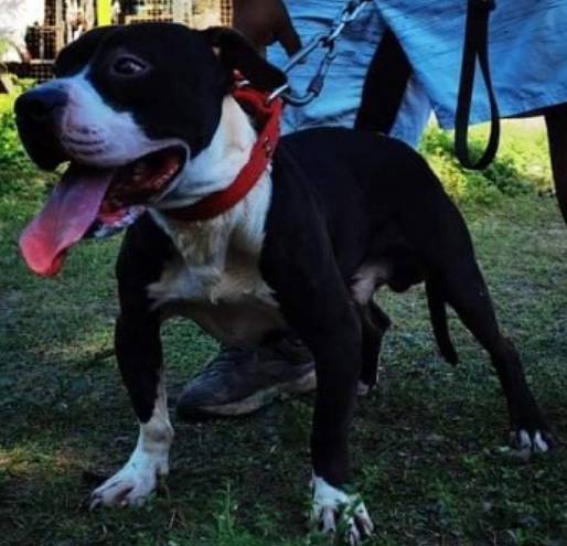 Photo of the dog