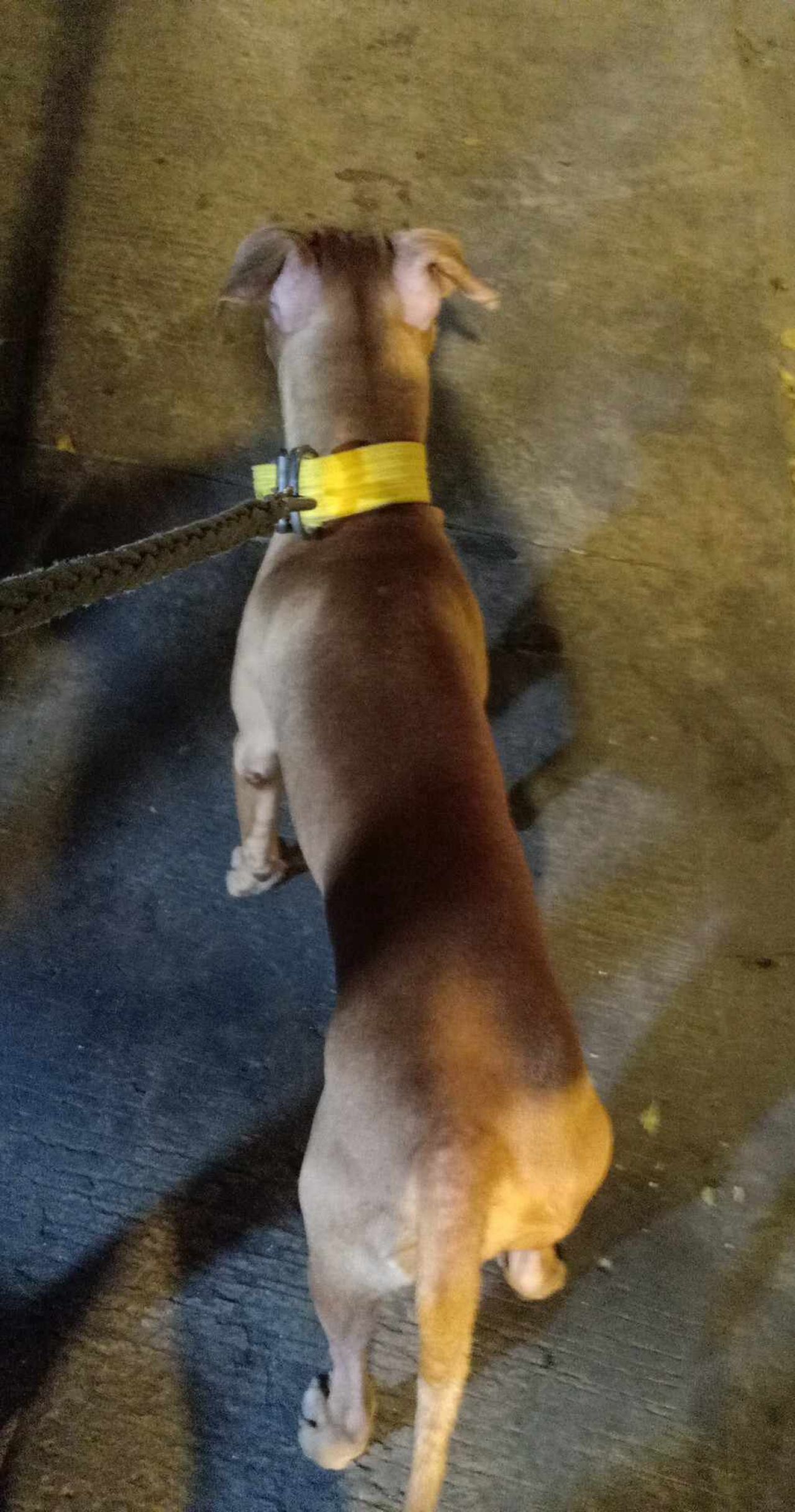 Photo of the dog