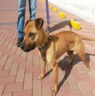 Photo of the dog