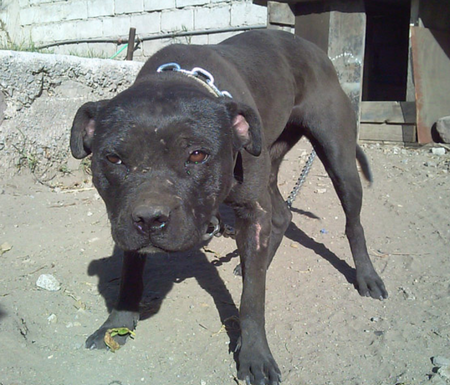 Photo of the dog