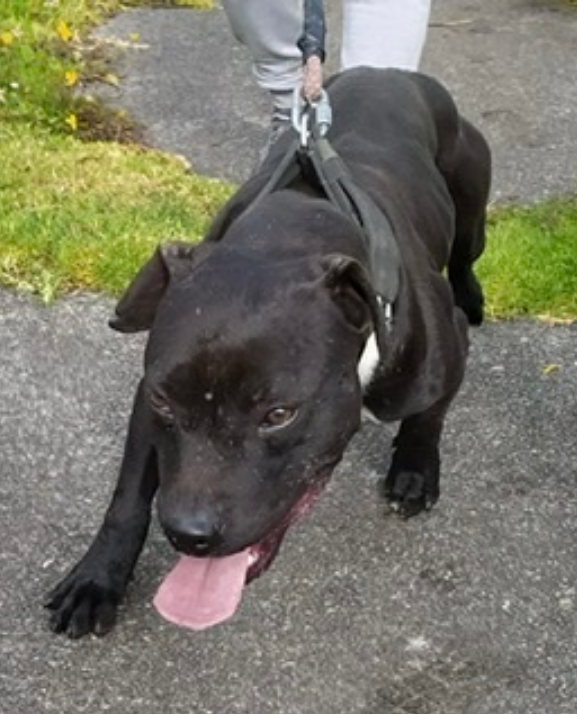 Photo of the dog