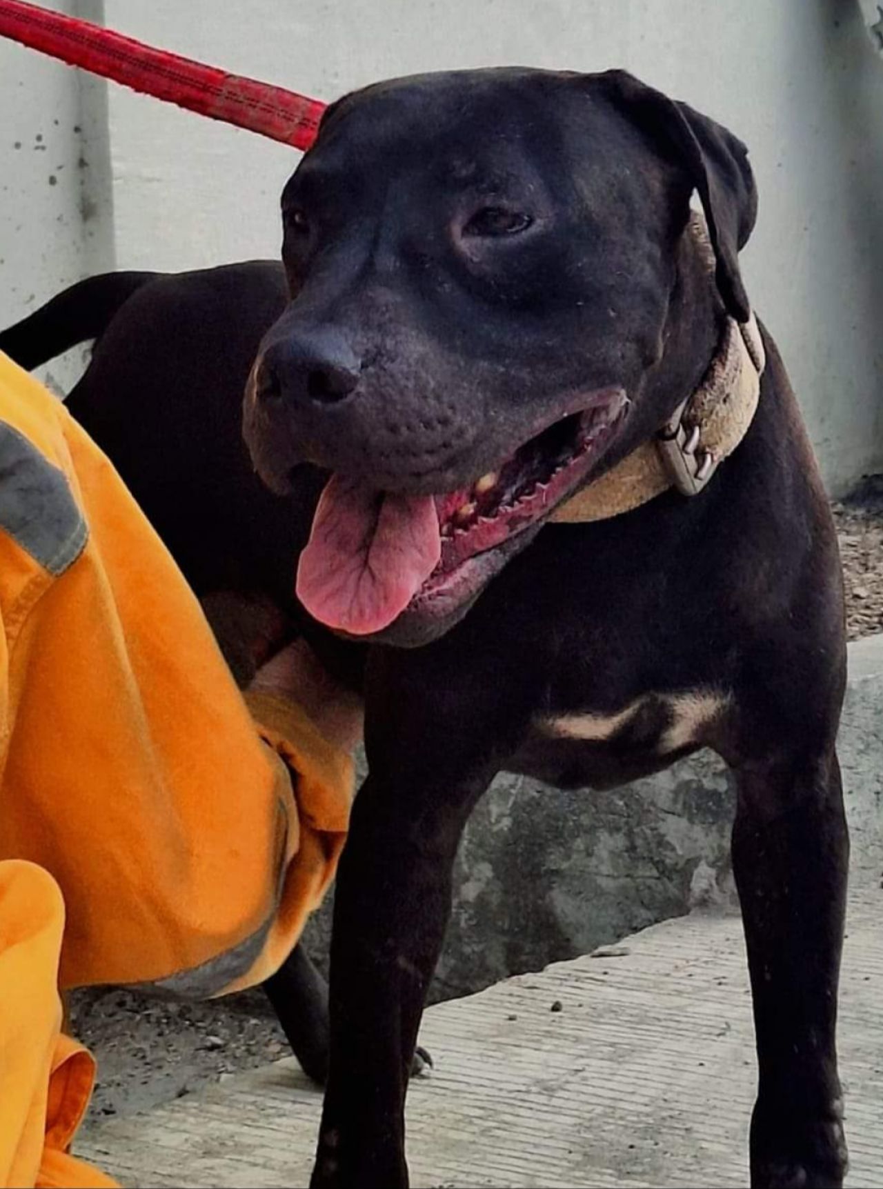 Photo of the dog