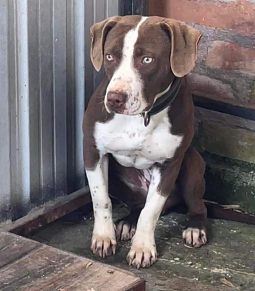 Photo of the dog