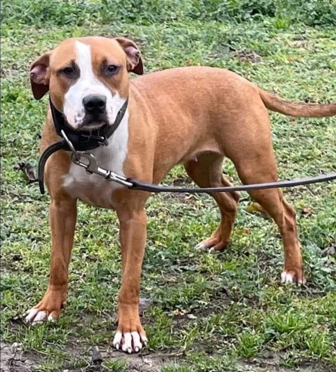Photo of the dog