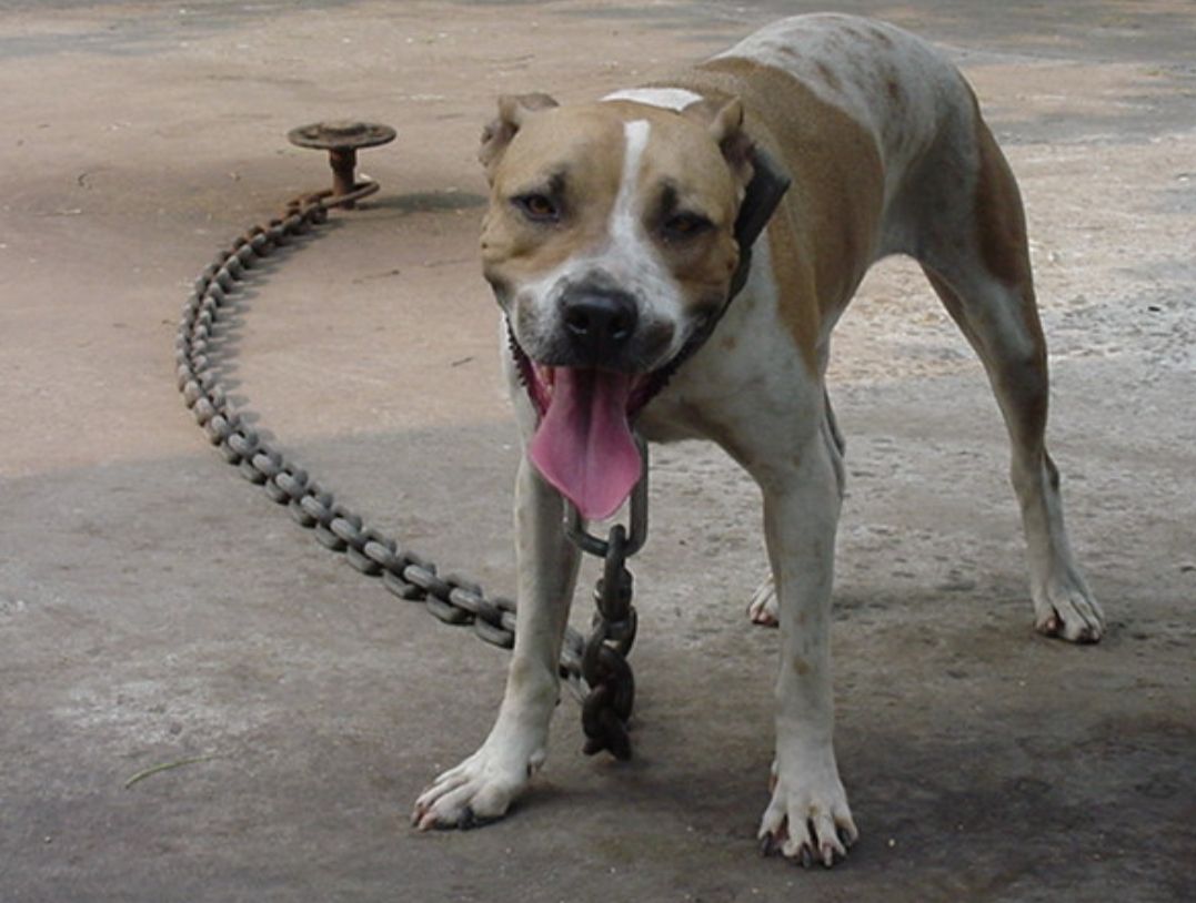 Photo of the dog