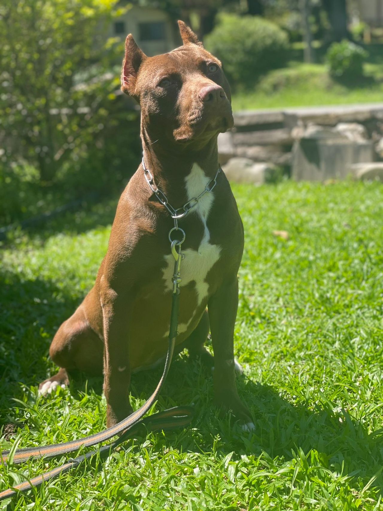 Photo of the dog